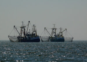 pesca