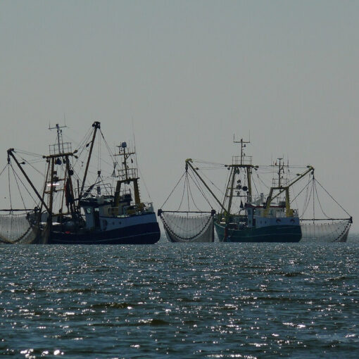 pesca