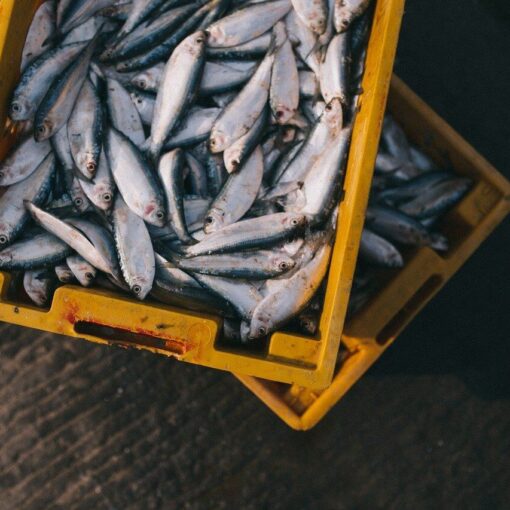 pesca