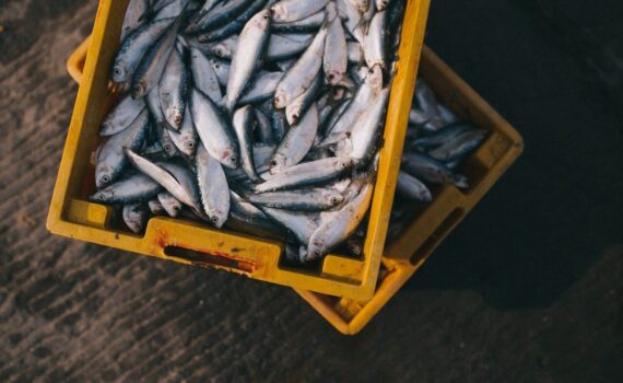 pesca